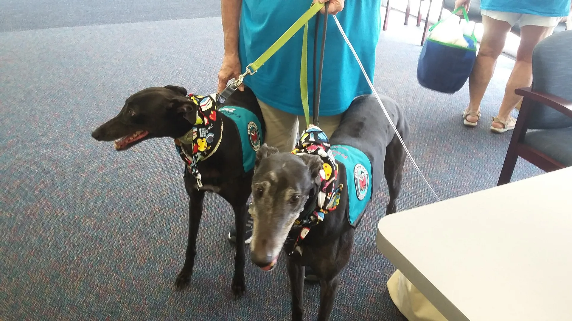 Greyhound therapy dogs.