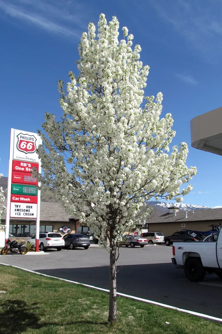 ChallengeGame - Blooming tree - 2021-06-12
