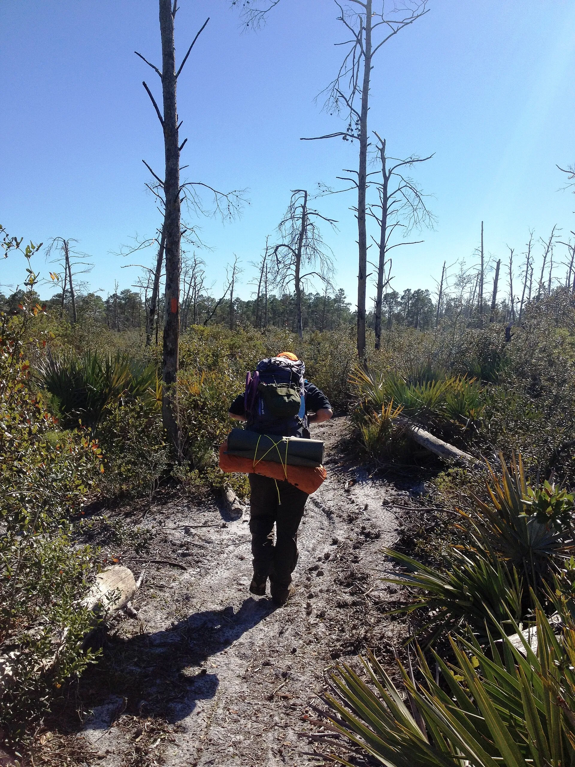 Florida National Scenic Trail in the Chuluota Wilderness Area