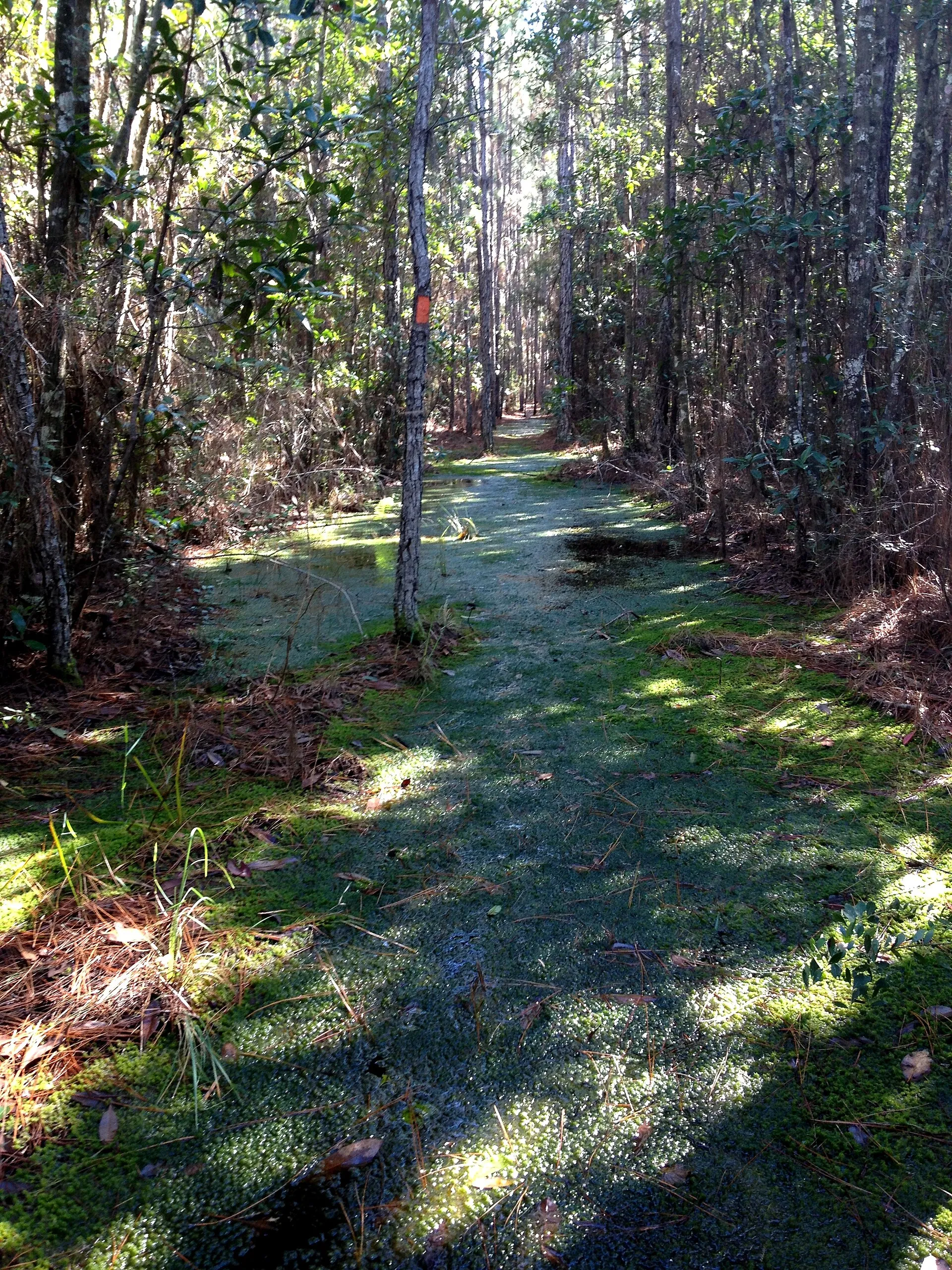 Florida National Scenic Trail underwater near the Chuluota Wilderness Area
