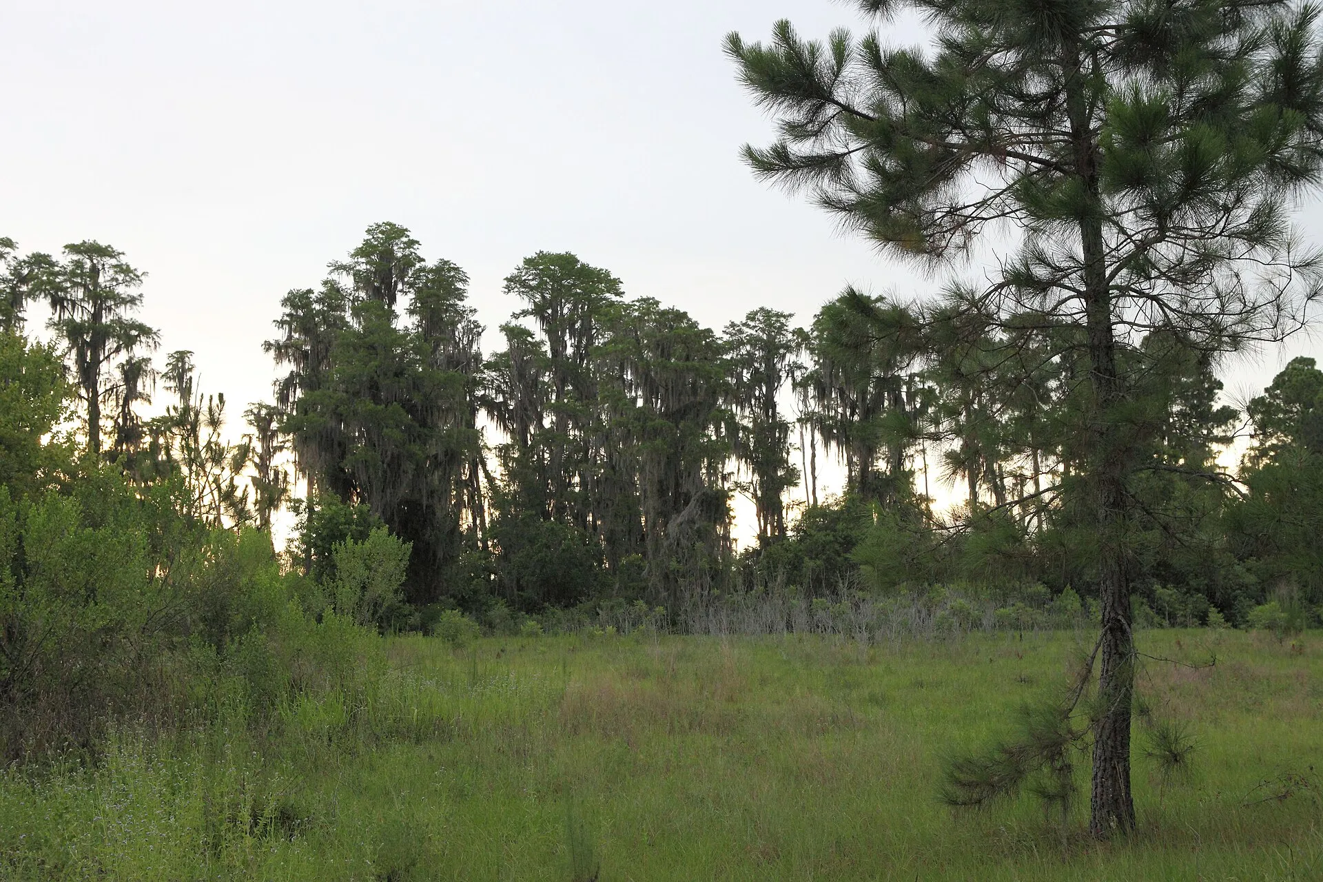 Trees at Lake Louisa State Park, Clermont, Florida