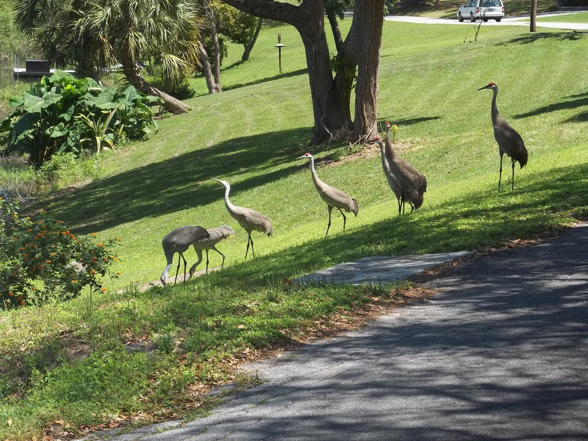 Birds near Mirror Lake, Fruitland Park