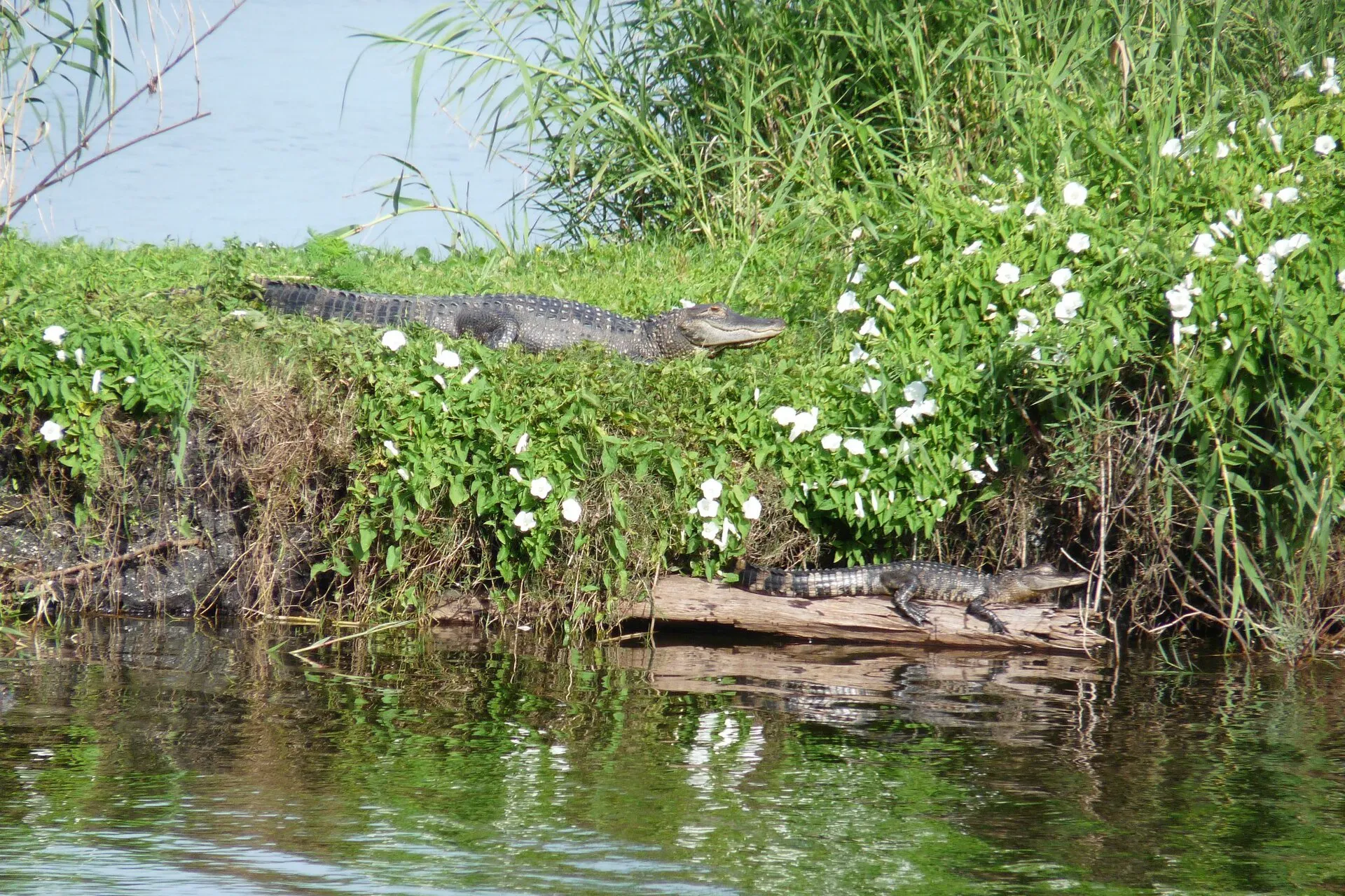 Alligators at Black Hammock, Lake Jesup, Oviedo