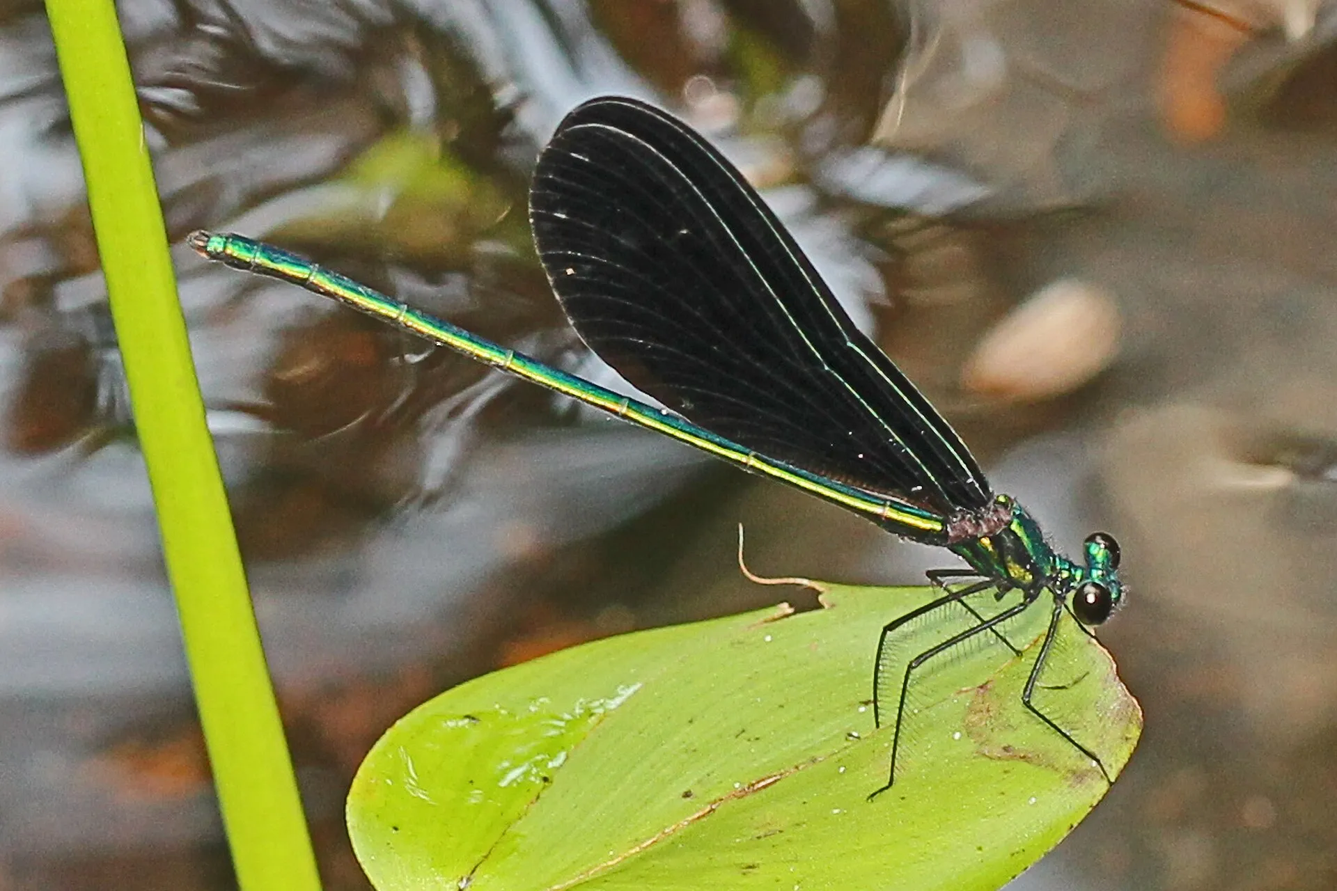 Ebony Jewelwing damselfly at Wekiwa Springs State Park