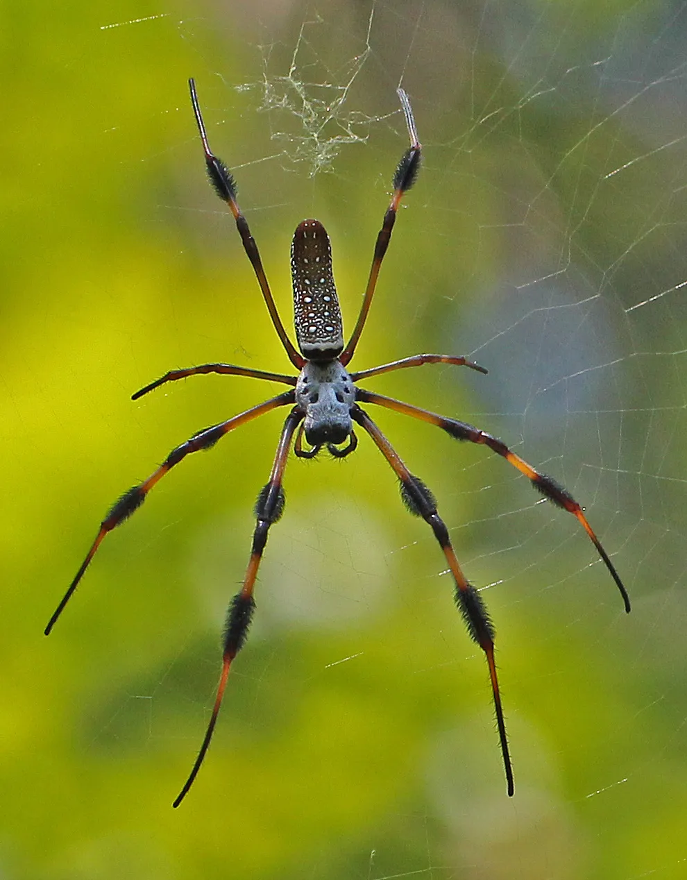 Golden Silk Spider at Wekiwa Springs State Park