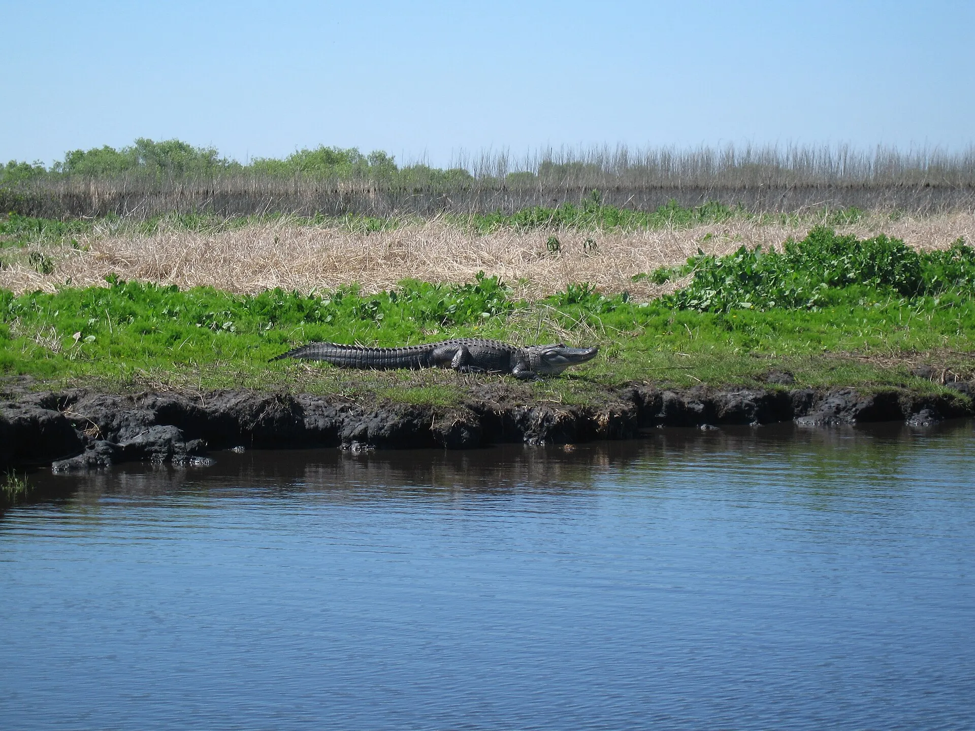 American alligator on the St. Johns River near Cocoa, Florida.