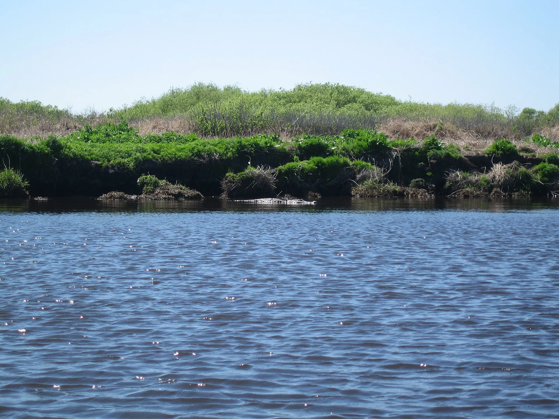 American alligator on the St. Johns River near Cocoa, Florida.