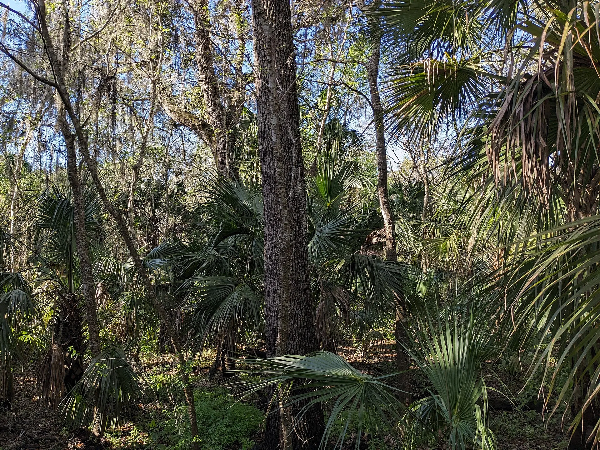 Trees and palmetto shrubs, Turkey Creek Sanctuary area, Malabar, Florida.