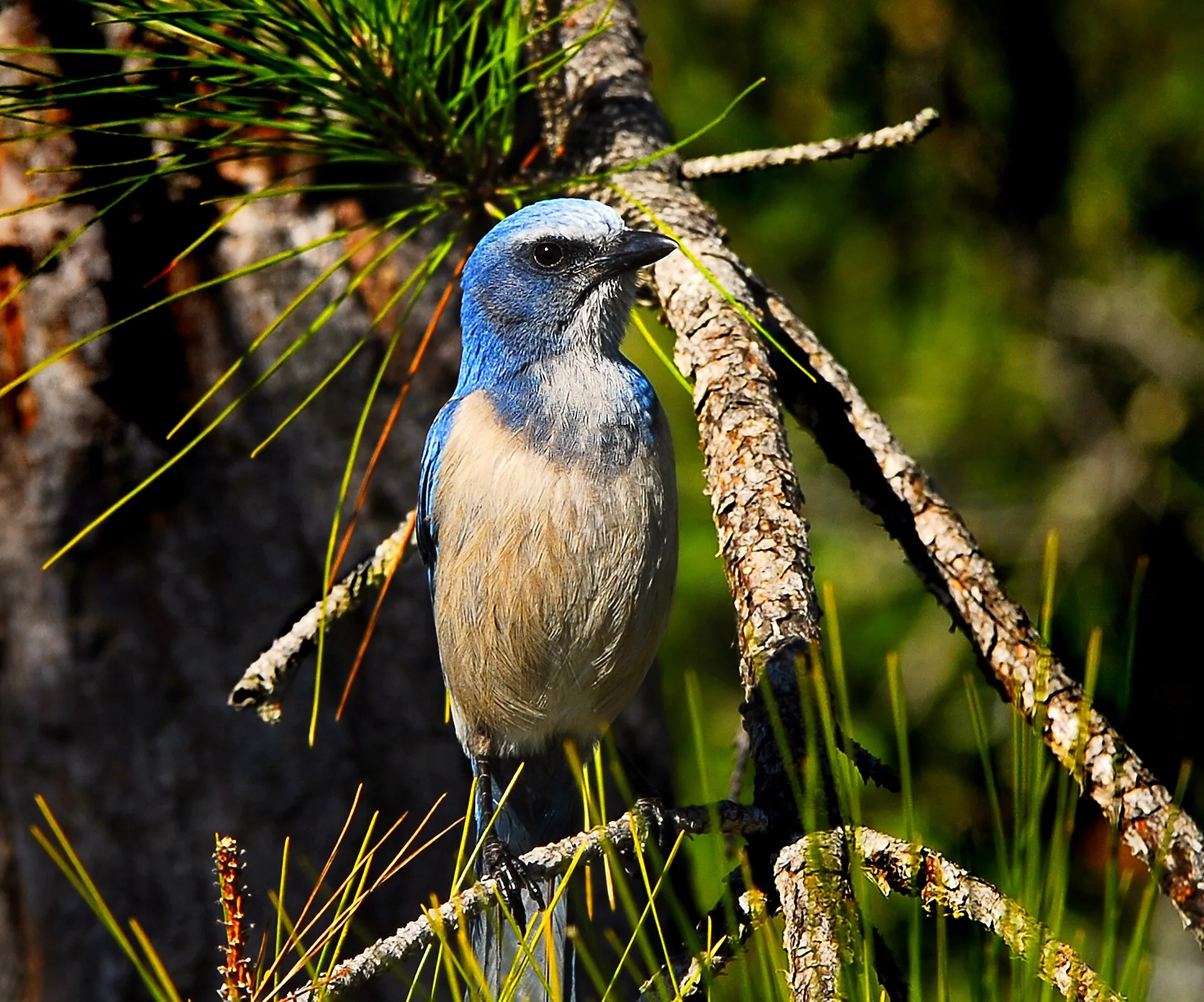 Florida Scrub-Jay; photo taken in Port St. John, Florida.