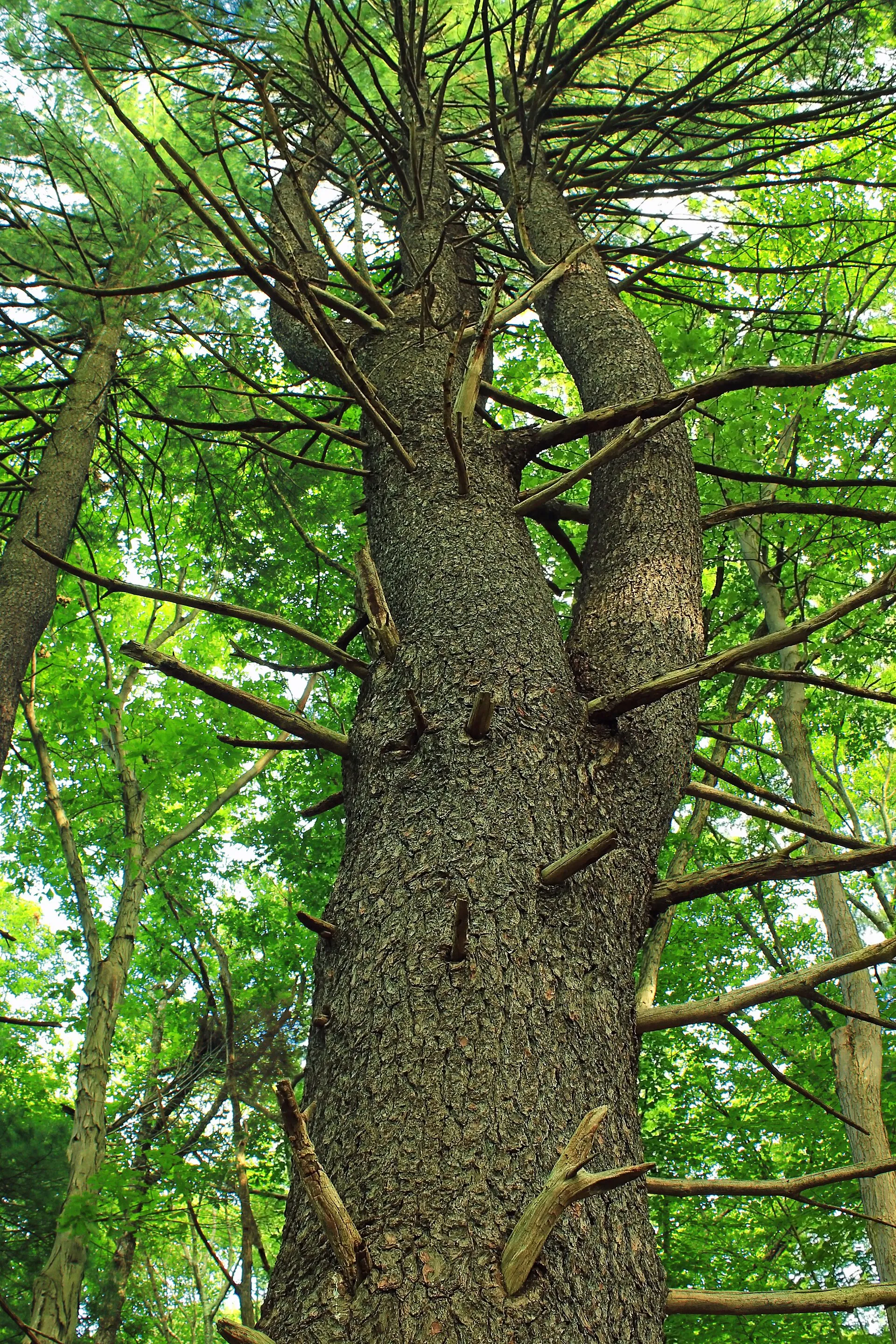 Large white pine, Monroe County, within the Cherry Valley National Wildlife Refuge.
