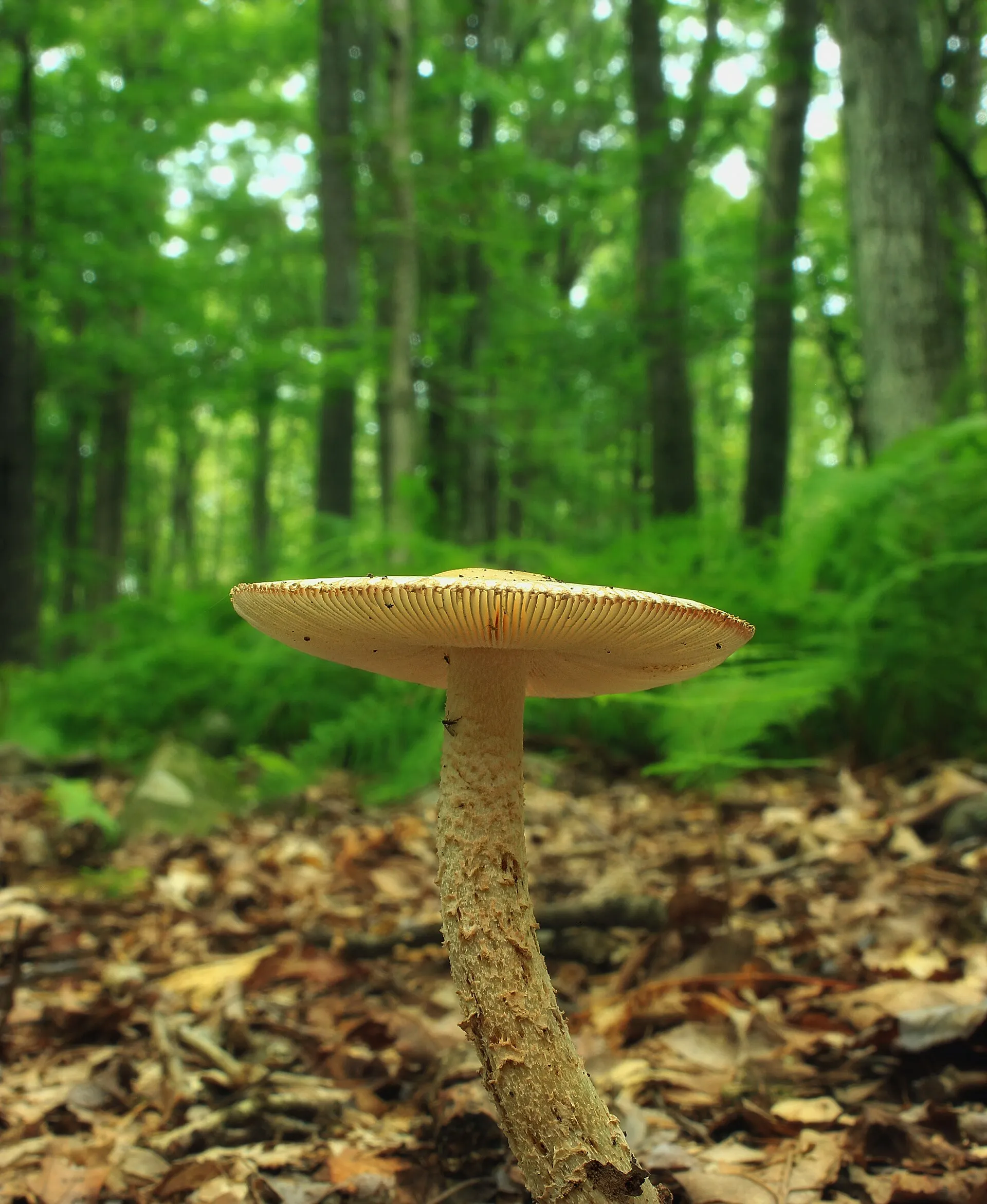 Yellowish mushroom, Monroe County, within the Cherry Valley National Wildlife Refuge.