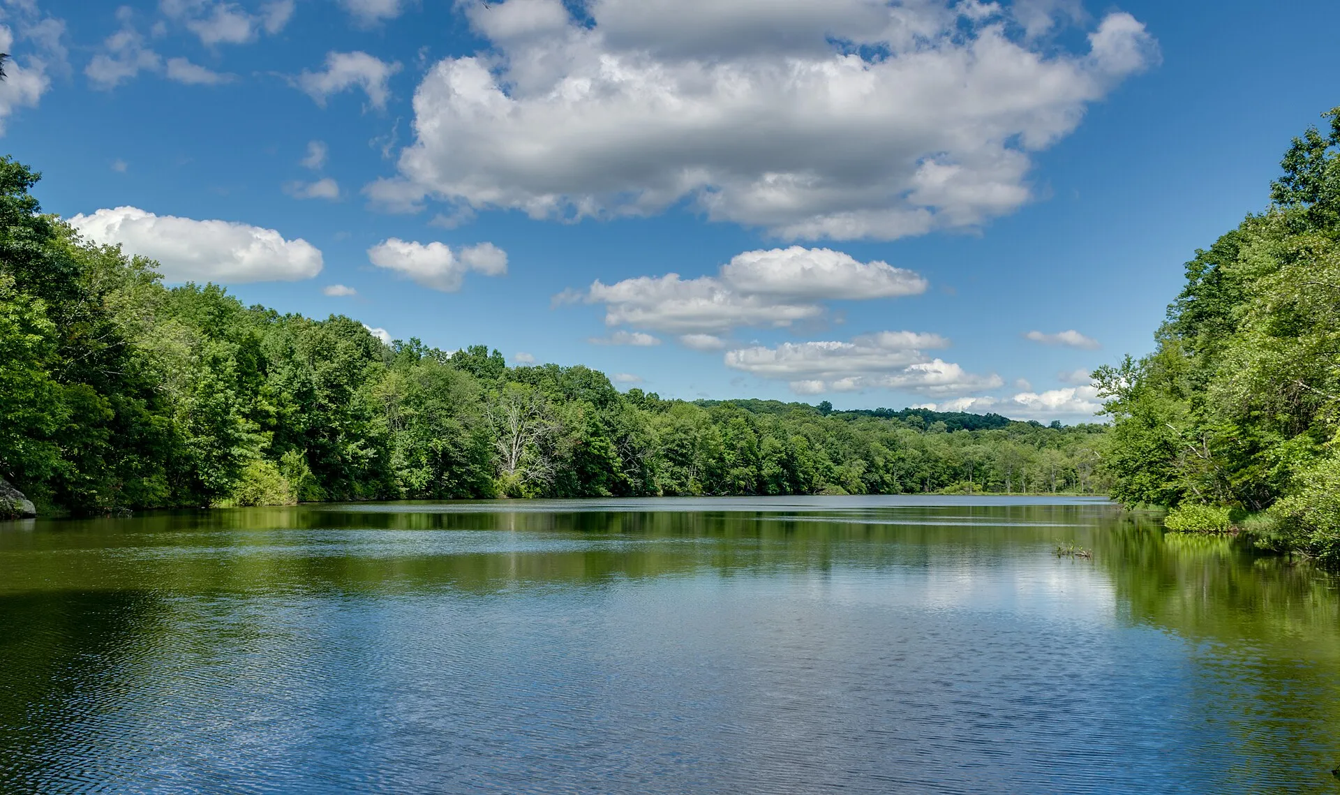 Still Forest Lake in Summer