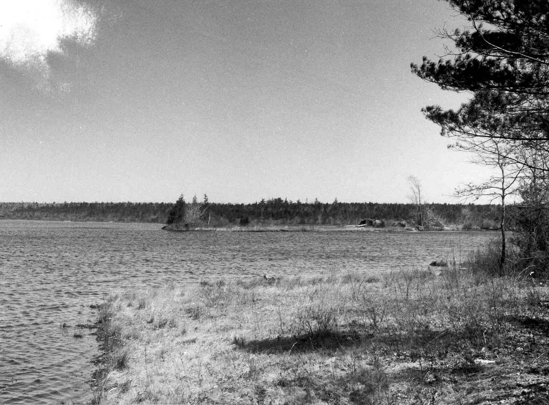 Photo of Acushnet Cedar Swamp.