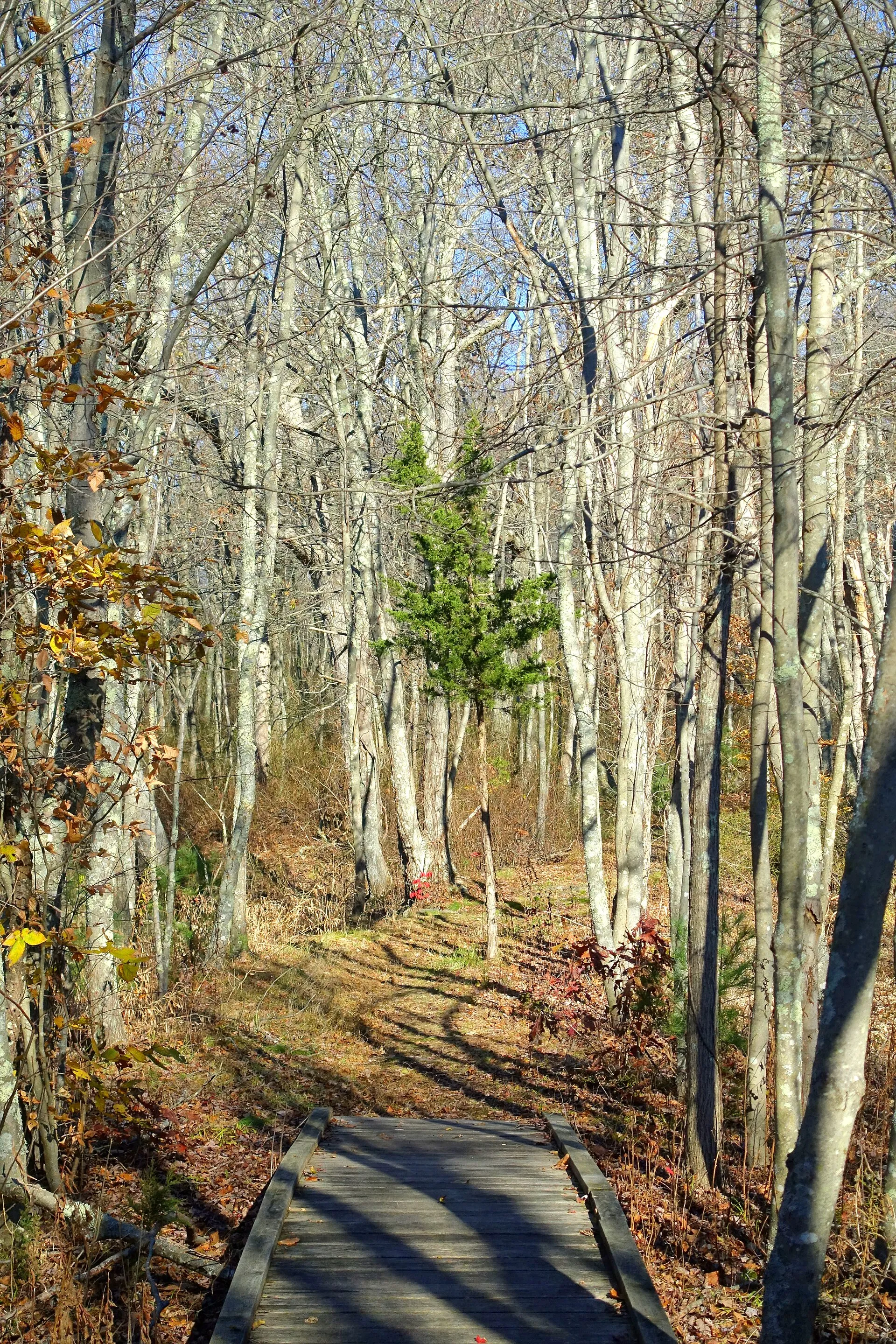Dighton Rock State Park - Berkley, Massachusetts, USA.