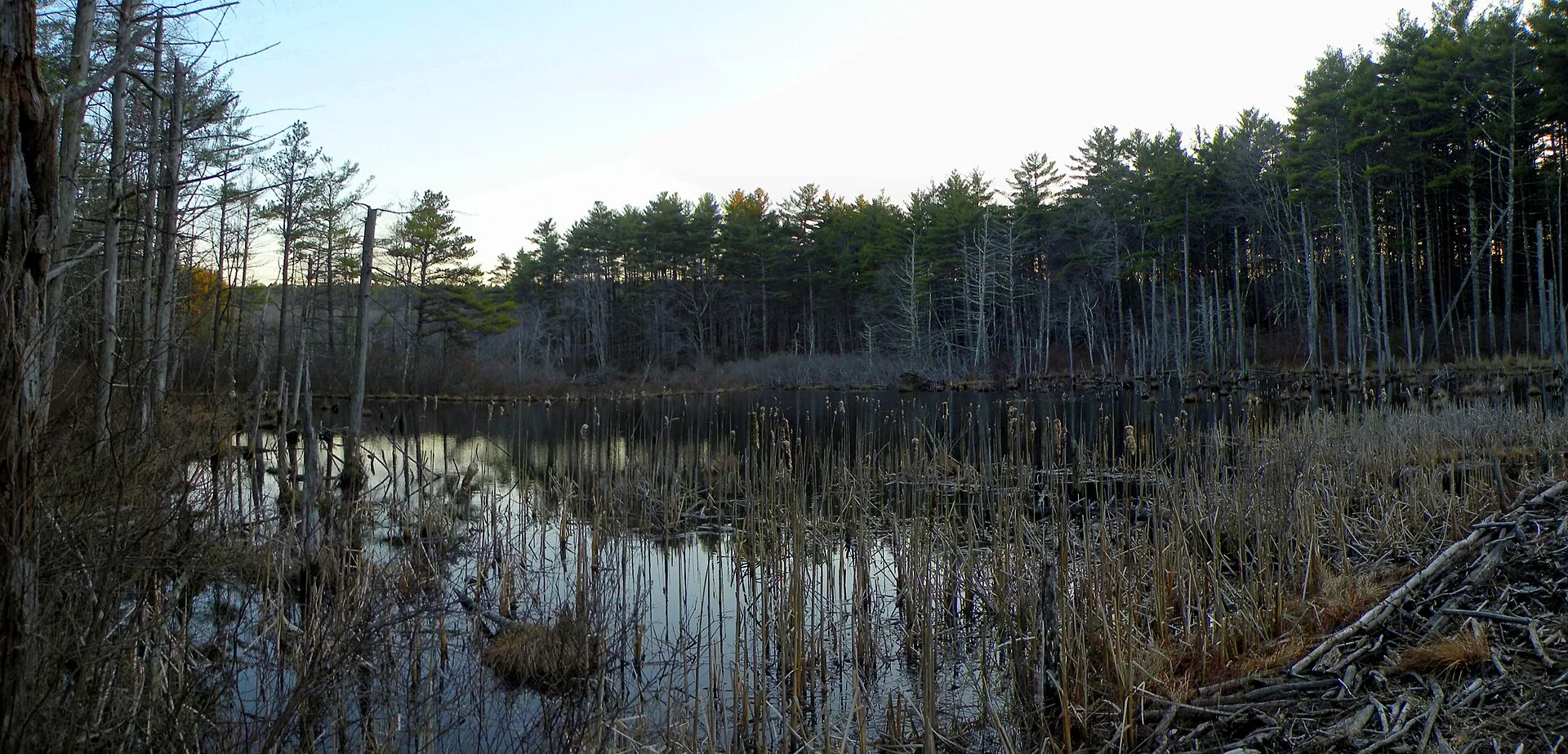 A beaver pond, West Greenwich, Rhode Island.