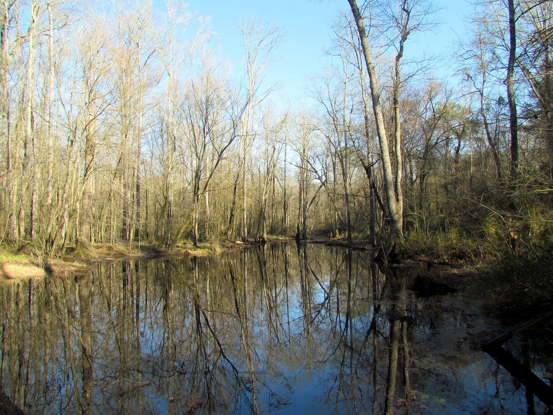 Wetland Howell Woods Four Oaks NC
