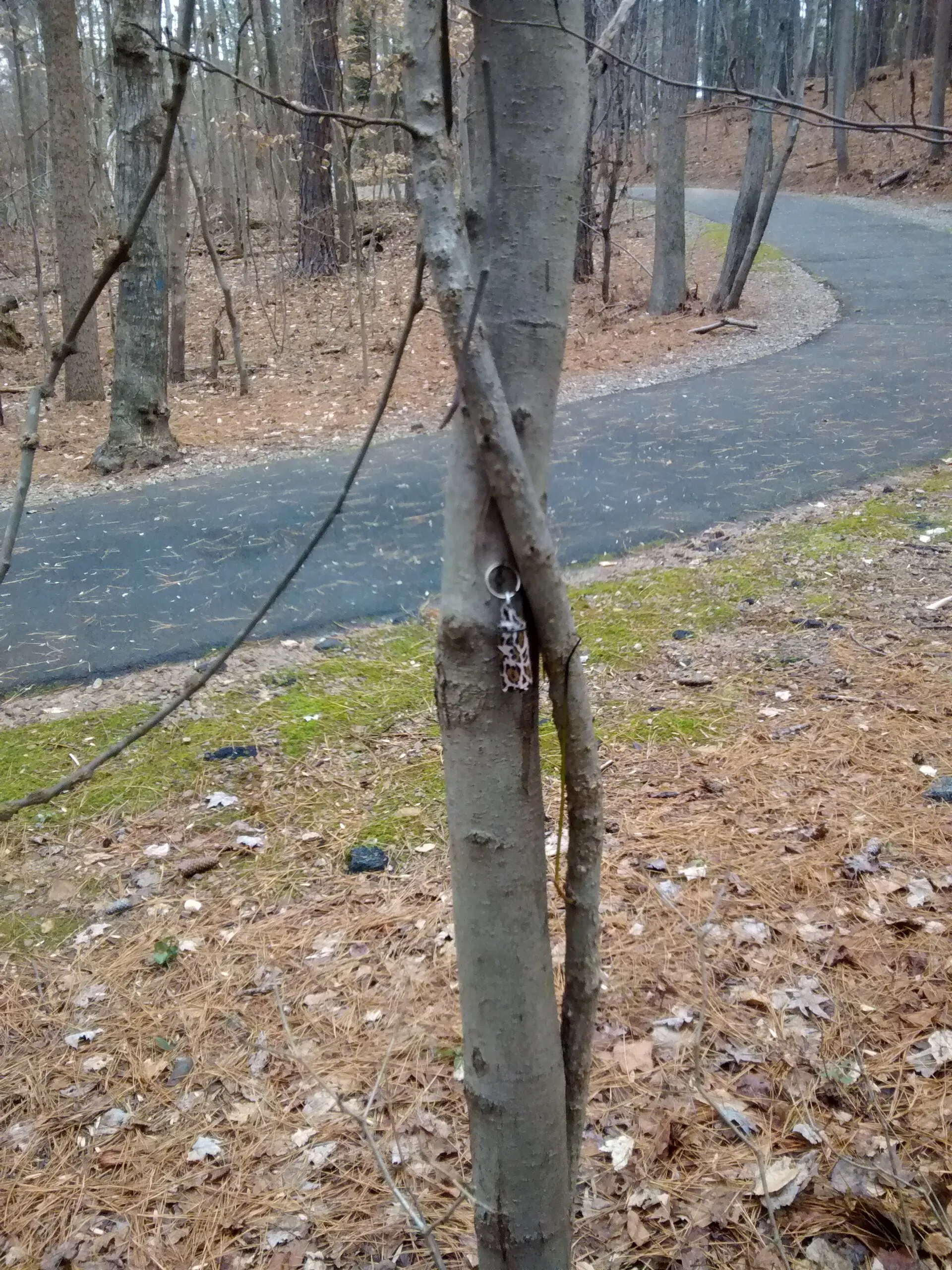 A micro geocache hanging on a nail in a tree. This geocache, titled "How the Leopard Lost His Spots #2", has difficulty rating 2 and terrain rating 2.