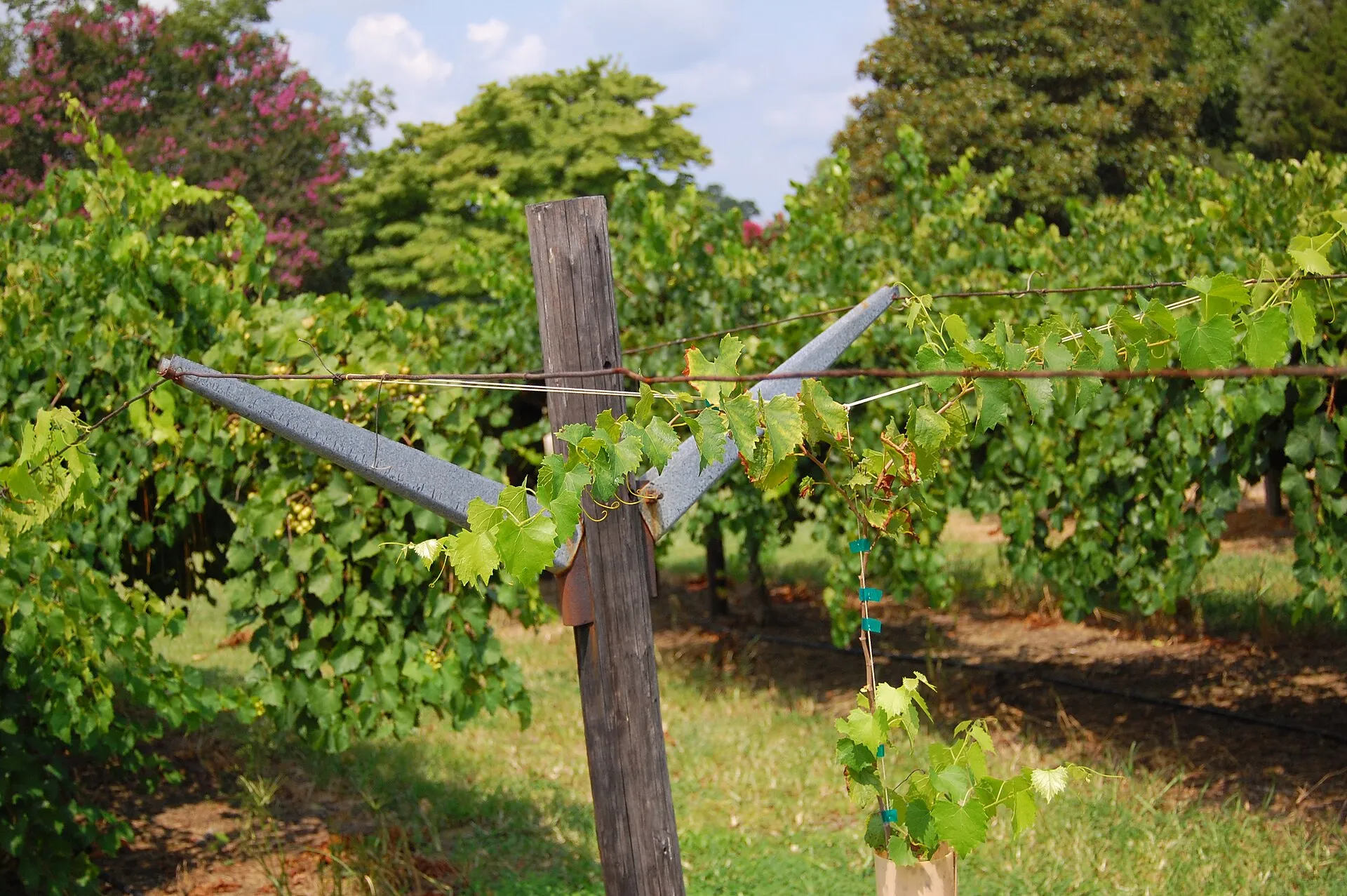 Hinnant Family Vineyards