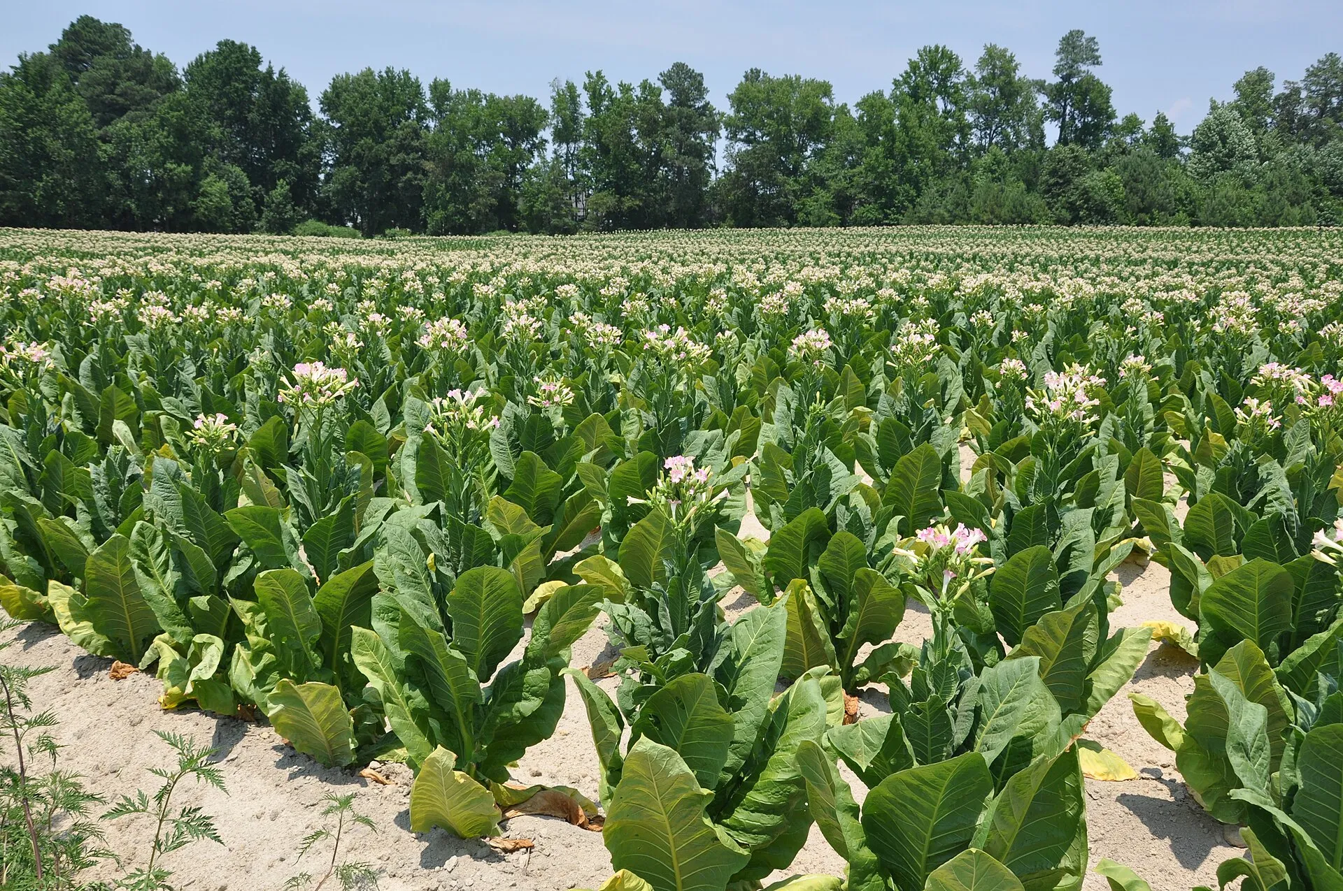 Tobacco field, Rolesville, NC