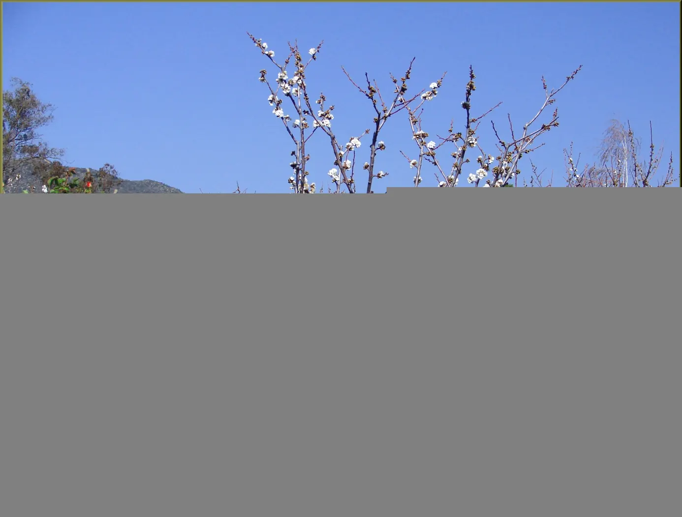 Blooming cherry trees and barn, Cherry Valley