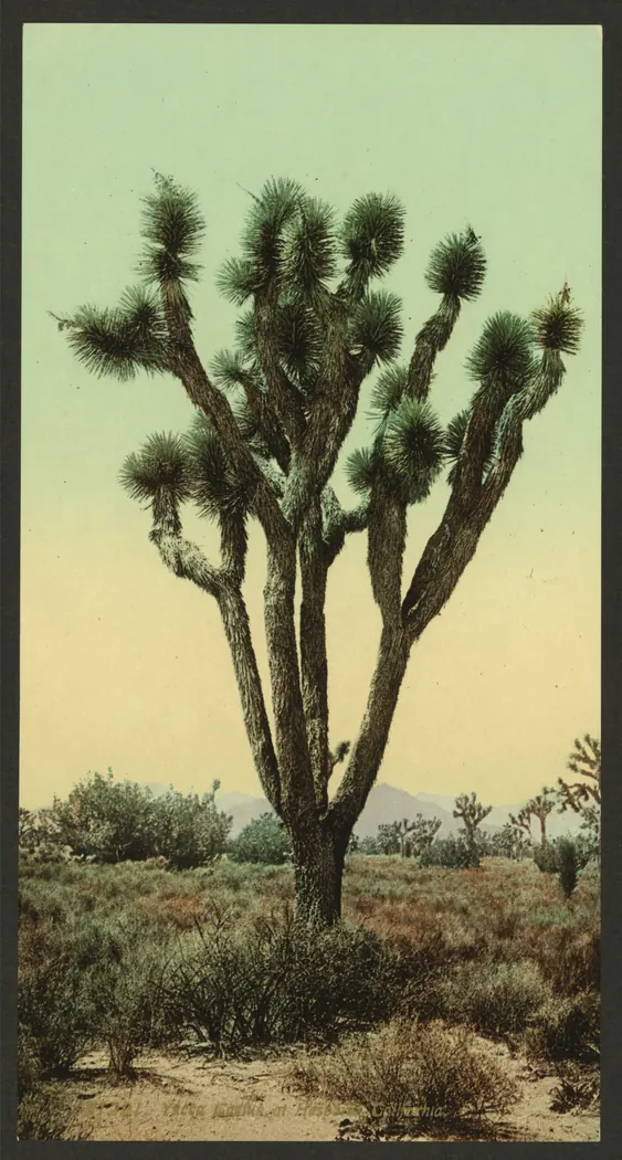 Tall yucca cactus in Hesperia