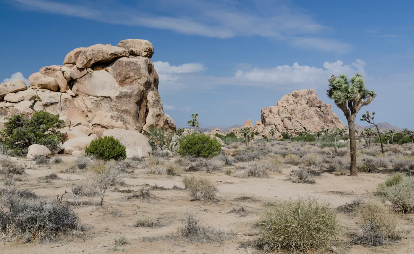 Typical view of Joshua Tree National Park with rocks and Joshua trees (adjacent to the village)