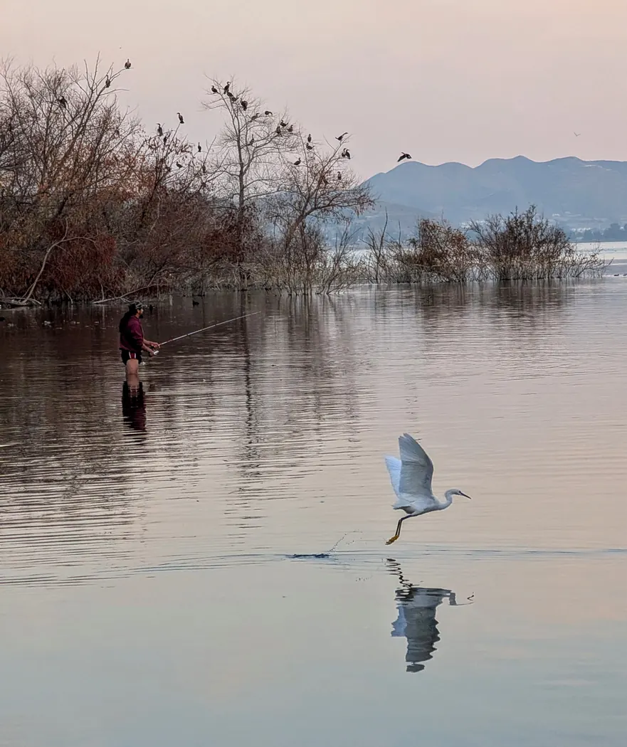 Egret, cormorants, and a fisherman at Lake Elsinore