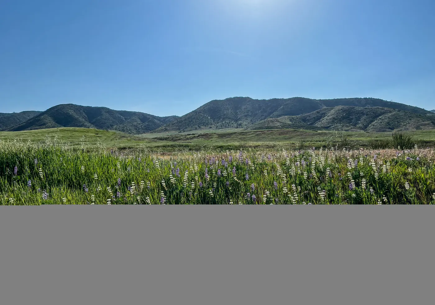 Lupine wildflower field, Murrieta