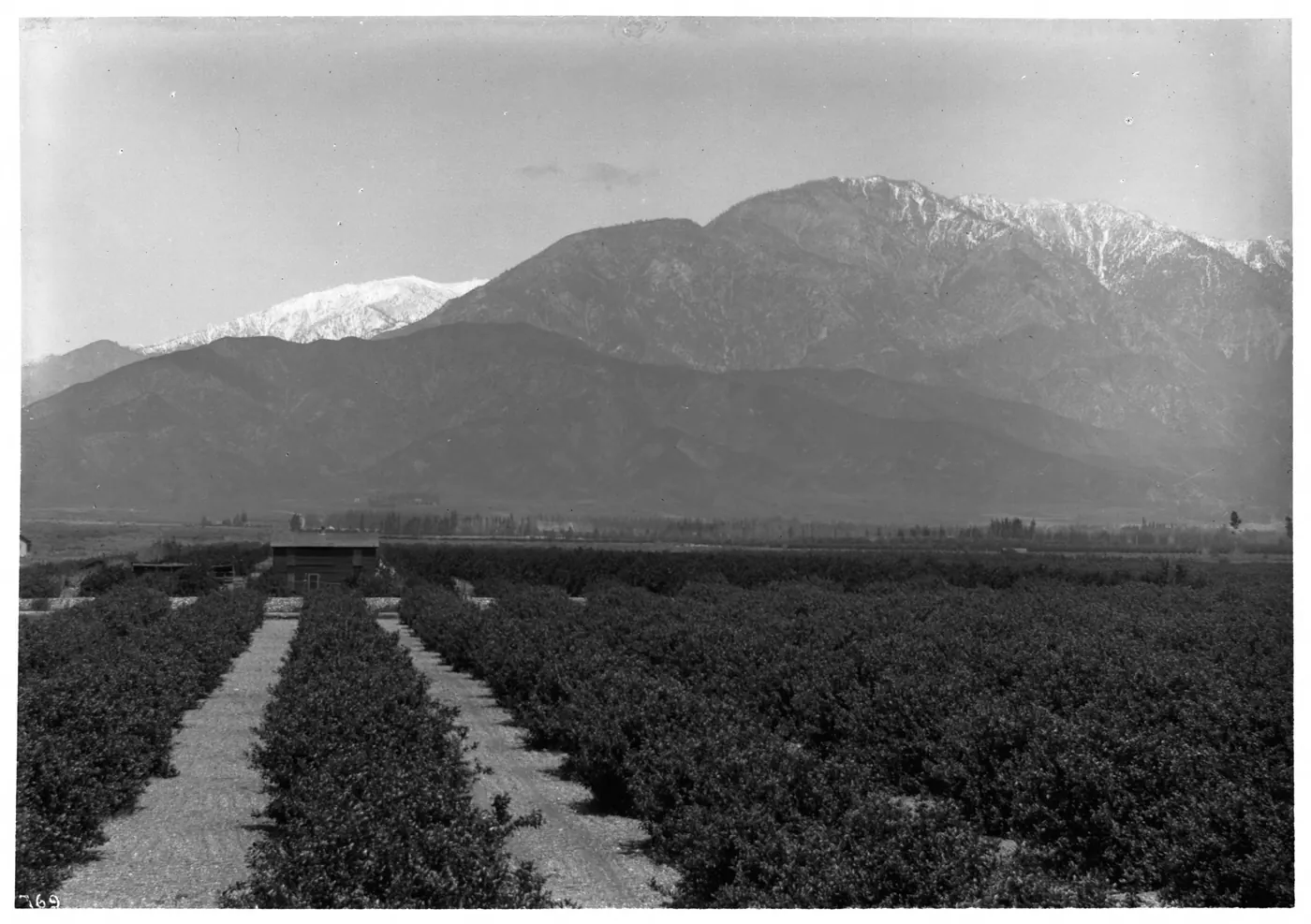 Citrus groves in Ontario, circa 1900
