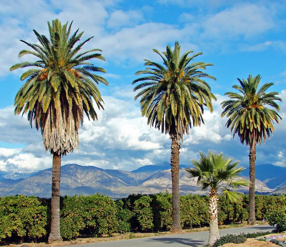 Orange groves and palm trees with mountains on three sides, Redlands, California (2013)