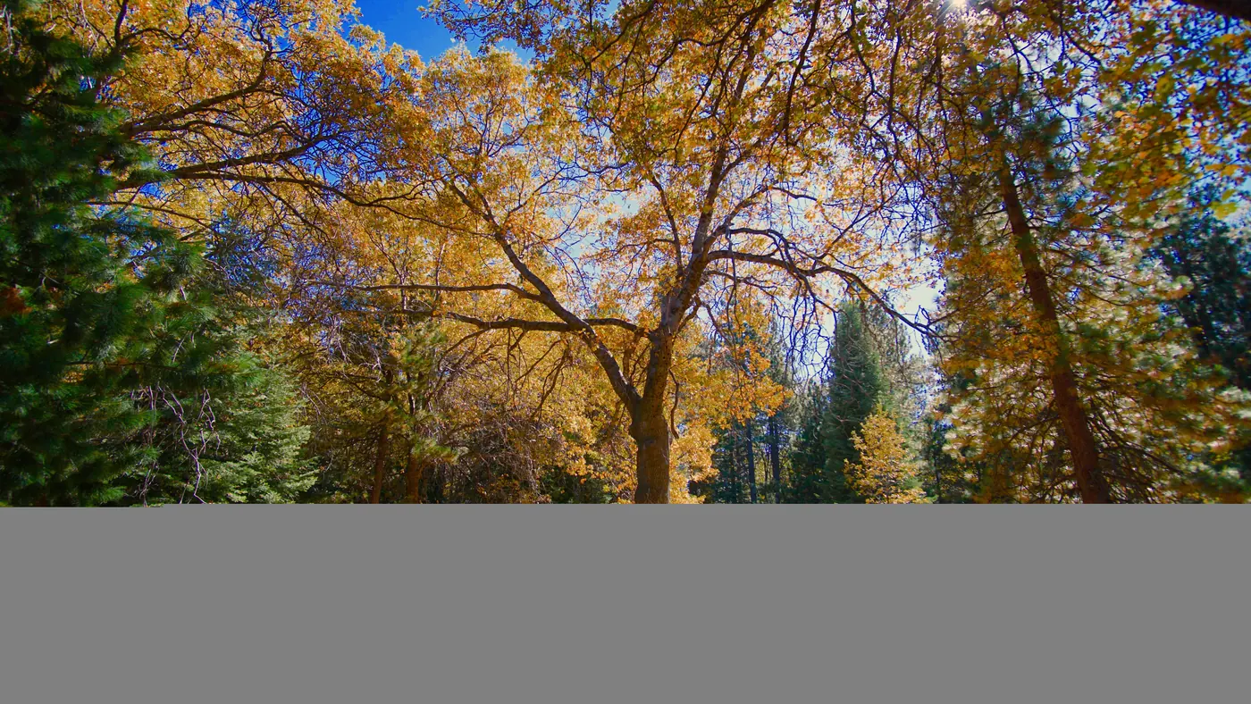 Black oak fall color on the Sequoia Trail at Heaps Peak Arboretum near Running Springs