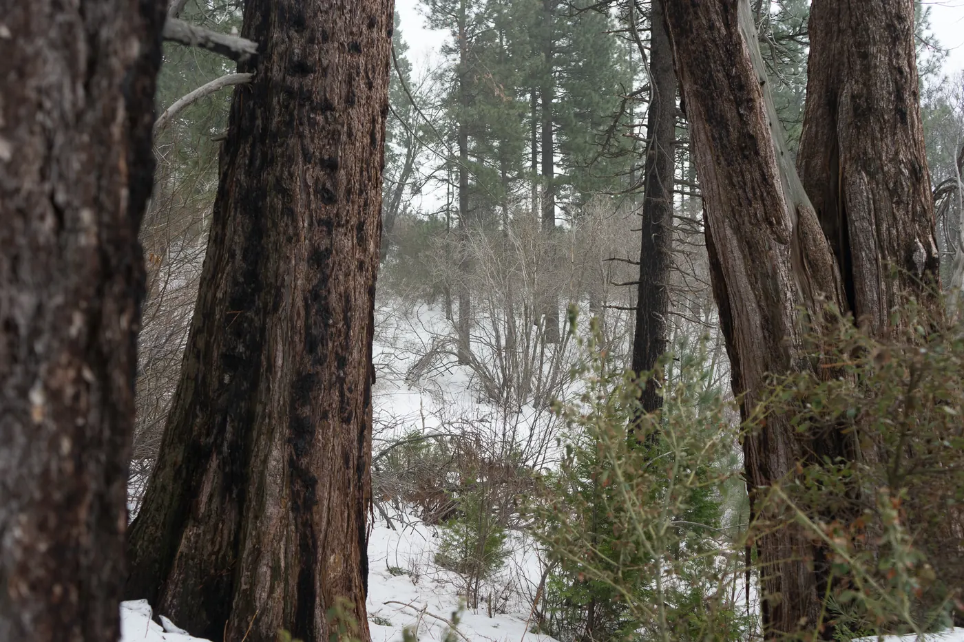 Heaps Peak Arboretum trail in snow near Running Springs