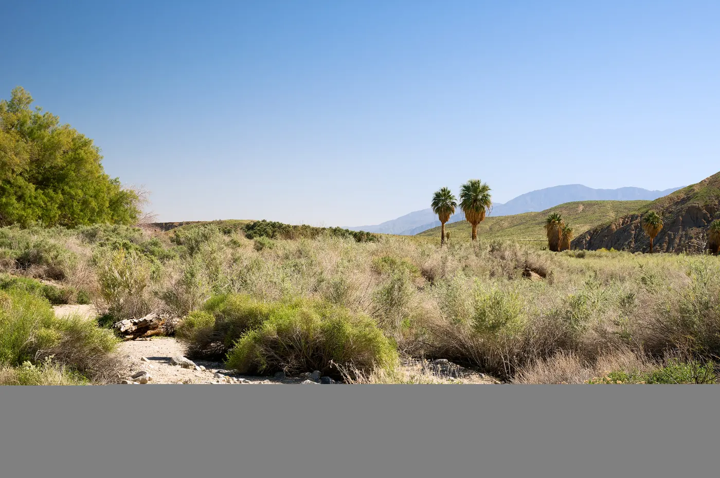 Thousand Palms Oasis Preserve