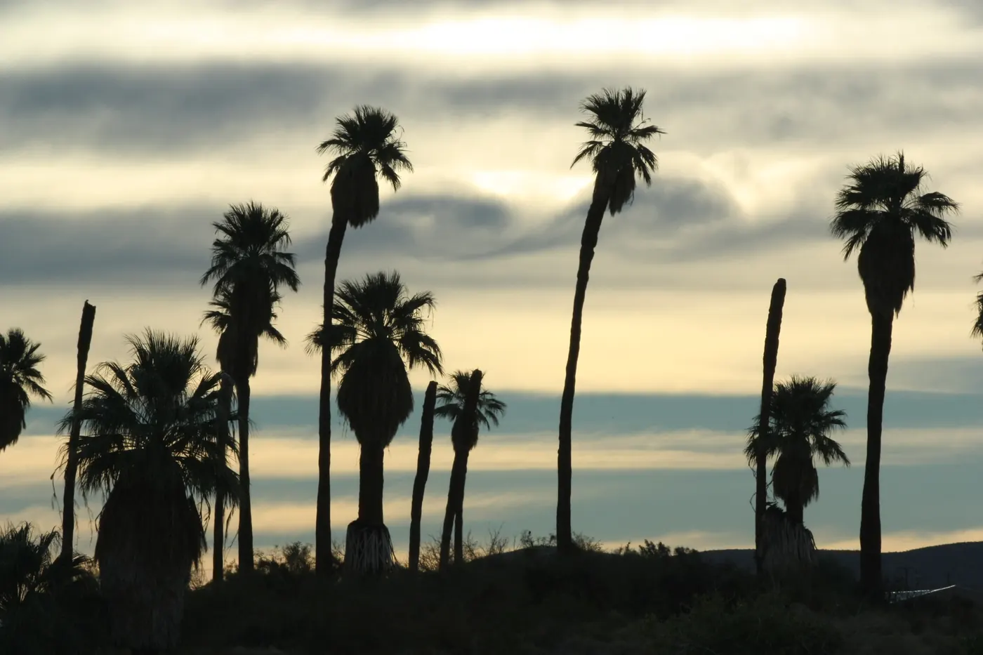 Oasis of Mara in Joshua Tree National Park at Twentynine Palms