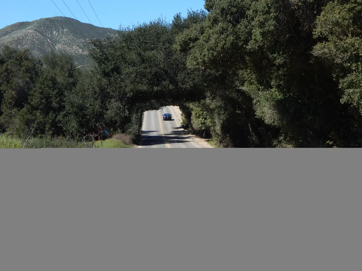 Tree tunnel on Bundy Canyon Road, Wildomar