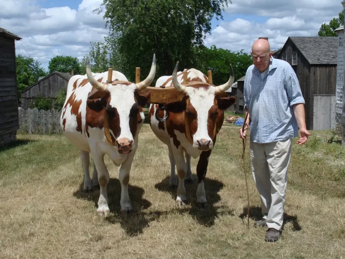 Ox team at Genesee Country Village, Mumford (town of Wheatland)