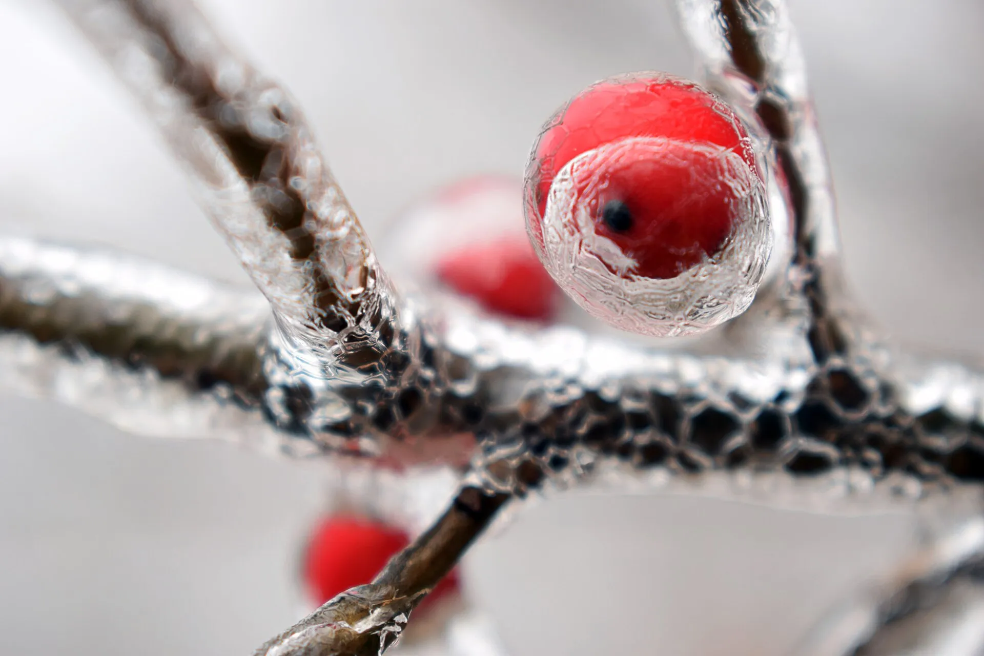 500px provided description: Taken in St. Louis, Missouri during an ice storm around 11am. The sky was overcast with enough light to allow some very cool reflections and lighting on the icy/dripping branches. [#frozen ...