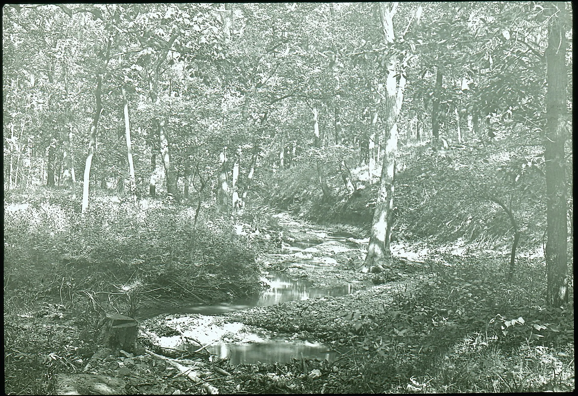 Title: Longview Woods near Webster Groves, MO, taken by members of the Camera Club of Webster.