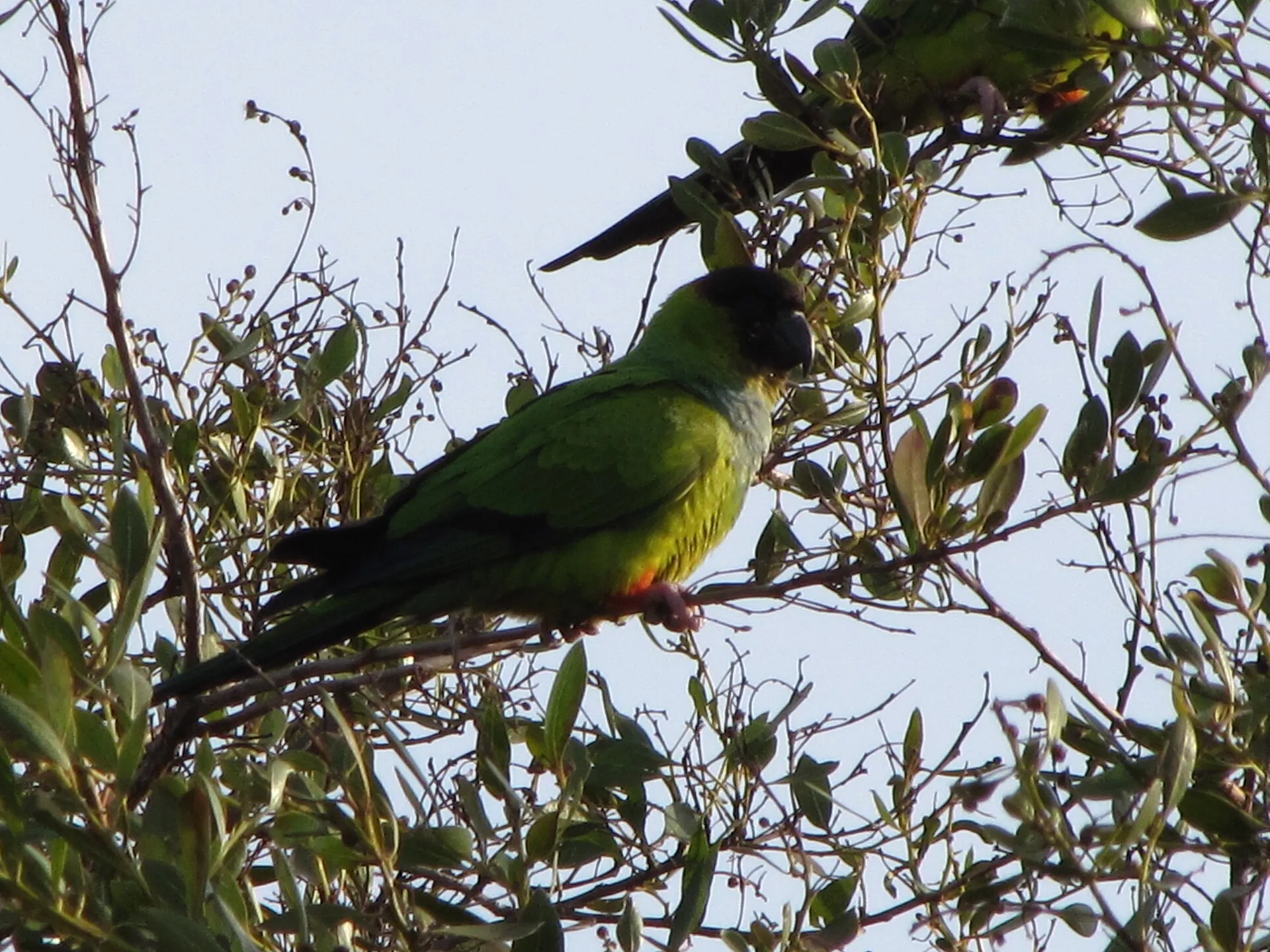 Feral Nanday Parakeets (also known as the Black-hooded Parakeet and Nanday Conure) at Feather Sound, Pinellas County, Florida, USA.