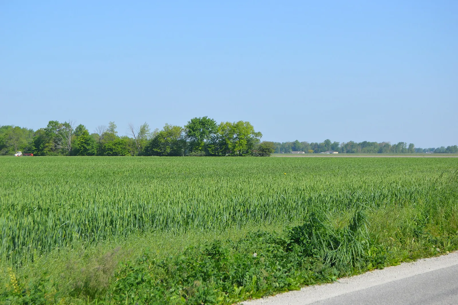 Pemberville Road wheat field.